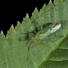 Attēlu rezultāti vaicājumam “Blepharidopterus angulatus”