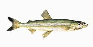 Image result for Osmerus eperlanus