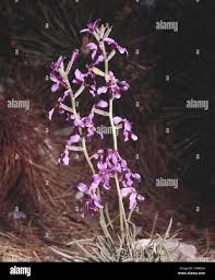 Image result for Levkoje