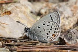 Attēlu rezultāti vaicājumam “Vacciniina optilete male”