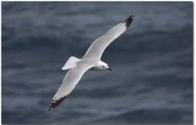 Image result for Larus audouinii