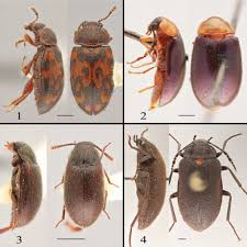 Attēlu rezultāti vaicājumam “Tetratomidae”