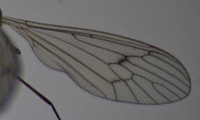 Attēlu rezultāti vaicājumam “Trichocera regelationis”