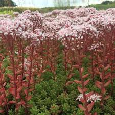 Image result for Sedum album `Coral Carpet`