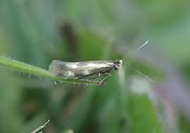 Attēlu rezultāti vaicājumam “Bucculatrix rhamniella”