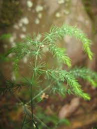 Attēlu rezultāti vaicājumam “Asparagus officinalis leaf”