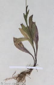 Attēlu rezultāti vaicājumam “Campanula patula fruit”