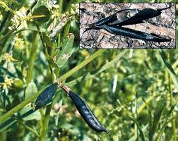 Attēlu rezultāti vaicājumam “Vicia”