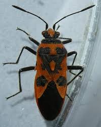 Attēlu rezultāti vaicājumam “Corizus hyoscyami imago”