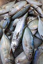 Image result for Scomberomorus cavalla