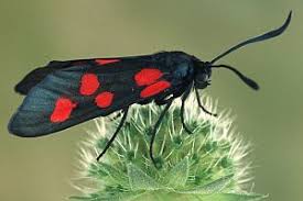 Attēlu rezultāti vaicājumam “Zygaena lonicerae”