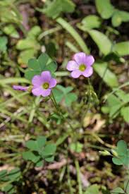 Attēlu rezultāti vaicājumam “Oxalidaceae”