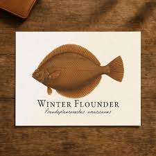 Image result for Pseudopleuronectes americanus