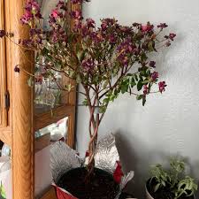 Attēlu rezultāti vaicājumam “Menziesia ferruginea flower”