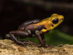 Attēlu rezultāti vaicājumam “Cephaloziella elachista”