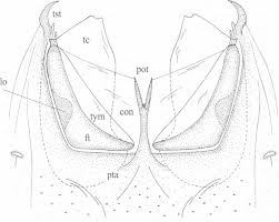 Attēlu rezultāti vaicājumam “Retinia resinella exuvia”