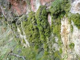 Attēlu rezultāti vaicājumam “Eucladium verticillatum”