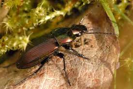 Attēlu rezultāti vaicājumam “Poecilus cupreus”