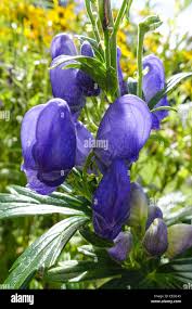 Image result for Eisenhut