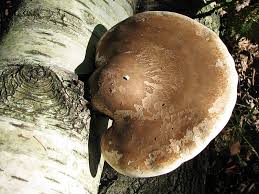 Attēlu rezultāti vaicājumam “Tetratoma fungorum”