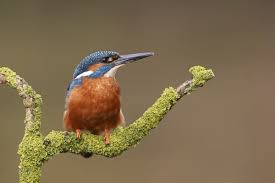 Attēlu rezultāti vaicājumam “Alcedo atthis adult”