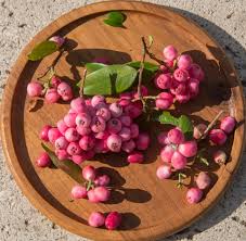 Attēlu rezultāti vaicājumam “Oxalis acetosella fruit”