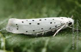 Attēlu rezultāti vaicājumam “Yponomeutidae”