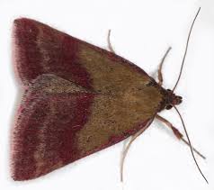 Attēlu rezultāti vaicājumam “Phytometra viridaria”