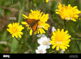 Attēlu rezultāti vaicājumam “Thymelicus lineola underside”