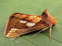 Attēlu rezultāti vaicājumam “Plusia festucae”