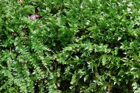 Attēlu rezultāti vaicājumam “Plagiomnium”