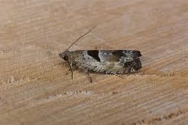 Attēlu rezultāti vaicājumam “Epinotia ramella”