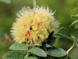 Attēlu rezultāti vaicājumam “Diplolepis rosae”