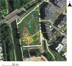 Attēlu rezultāti vaicājumam “Delichon urbicum juvenile”