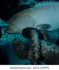 Image result for Mycteroperca interstitialis