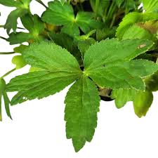 Attēlu rezultāti vaicājumam “Astrantia major leaf”