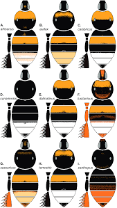 Attēlu rezultāti vaicājumam “Bombus terrestris”