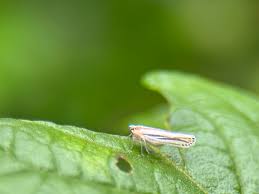 Attēlu rezultāti vaicājumam “Cicadellidae”
