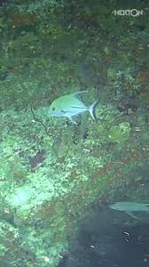 Image result for Caranx lugubris