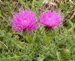 Attēlu rezultāti vaicājumam “Cirsium acaule leaf”