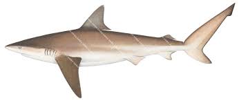 Image result for Carcharhinus brachyurus