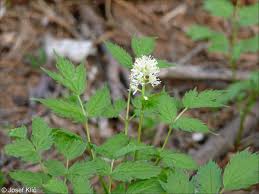 Attēlu rezultāti vaicājumam “Actaea spicata flower”