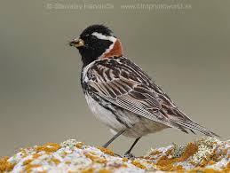 Image result for Calcarius lapponicus