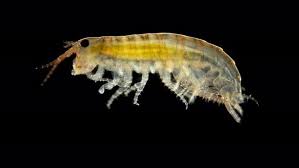 Attēlu rezultāti vaicājumam “Amphipoda”