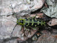 Attēlu rezultāti vaicājumam “Saperda scalaris”