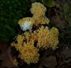 Attēlu rezultāti vaicājumam “Skeletocutis odora”