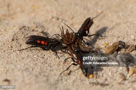 Attēlu rezultāti vaicājumam “Anoplius viaticus”