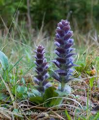 Attēlu rezultāti vaicājumam “Ajuga pyramidalis”