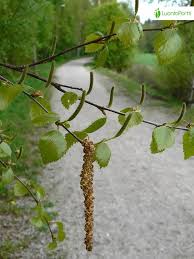 Attēlu rezultāti vaicājumam “Betula pubescens flower”