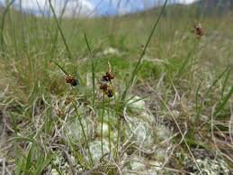 Attēlu rezultāti vaicājumam “Anthracoidea”